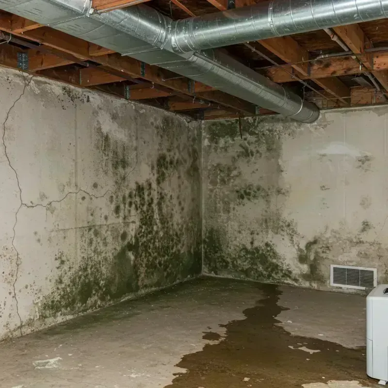 Professional Mold Removal in Cross Mountain, TX